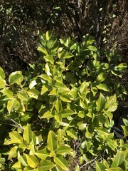 Ilex pedunculosa