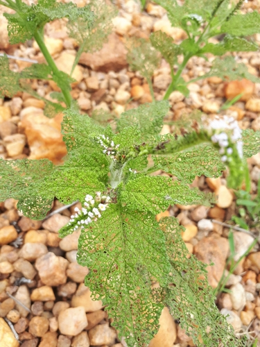 Indian Heliotrope