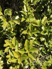 Ilex pedunculosa
