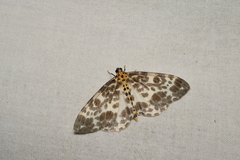 Dilophodes elegans elegans