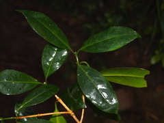 Prismatomeris