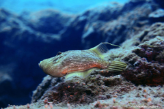 Stephanolepis diaspros