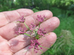 Ostericum tenuifolium