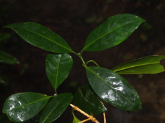 Prismatomeris