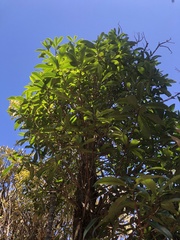 Symplocos wikstroemiifolia