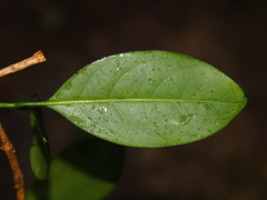 Prismatomeris