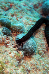 Synaptula reciprocans