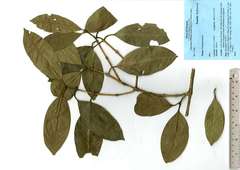 Prismatomeris
