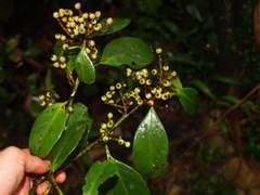 Symplocos acuminata