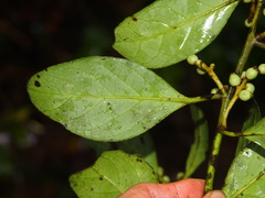 Symplocos acuminata