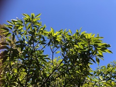 Ilex tugitakayamensis