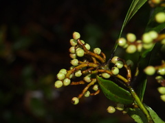 Symplocos acuminata