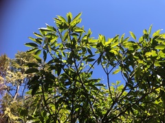 Ilex tugitakayamensis