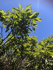 Ilex tugitakayamensis