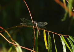 Orthemis ambinigra