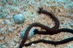 Synaptula reciprocans