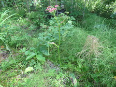 Ostericum tenuifolium