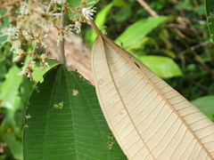 Miconia argentea