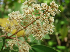Miconia argentea