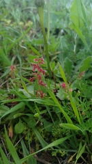 Rumex bucephalophorus