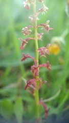 Rumex bucephalophorus