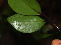 Heptapleurum chevalieri