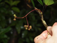 Heptapleurum chevalieri
