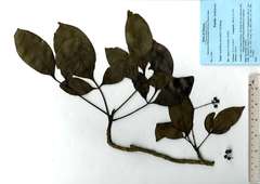 Heptapleurum chevalieri