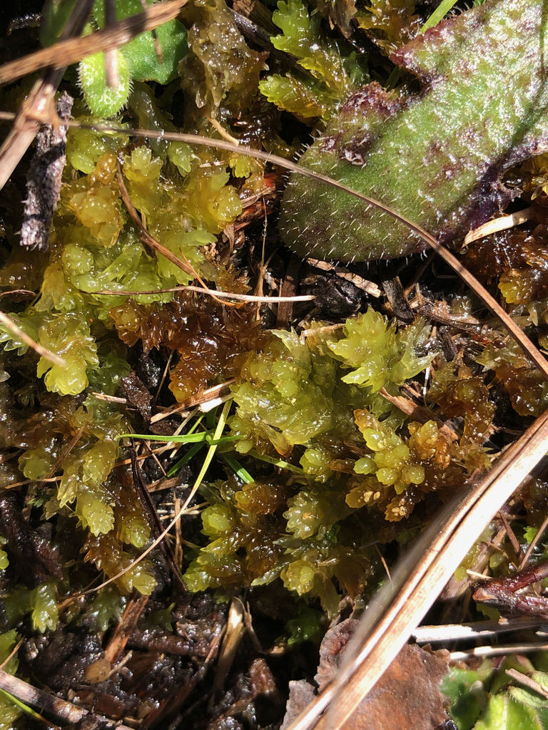Sphagnum microcarpum