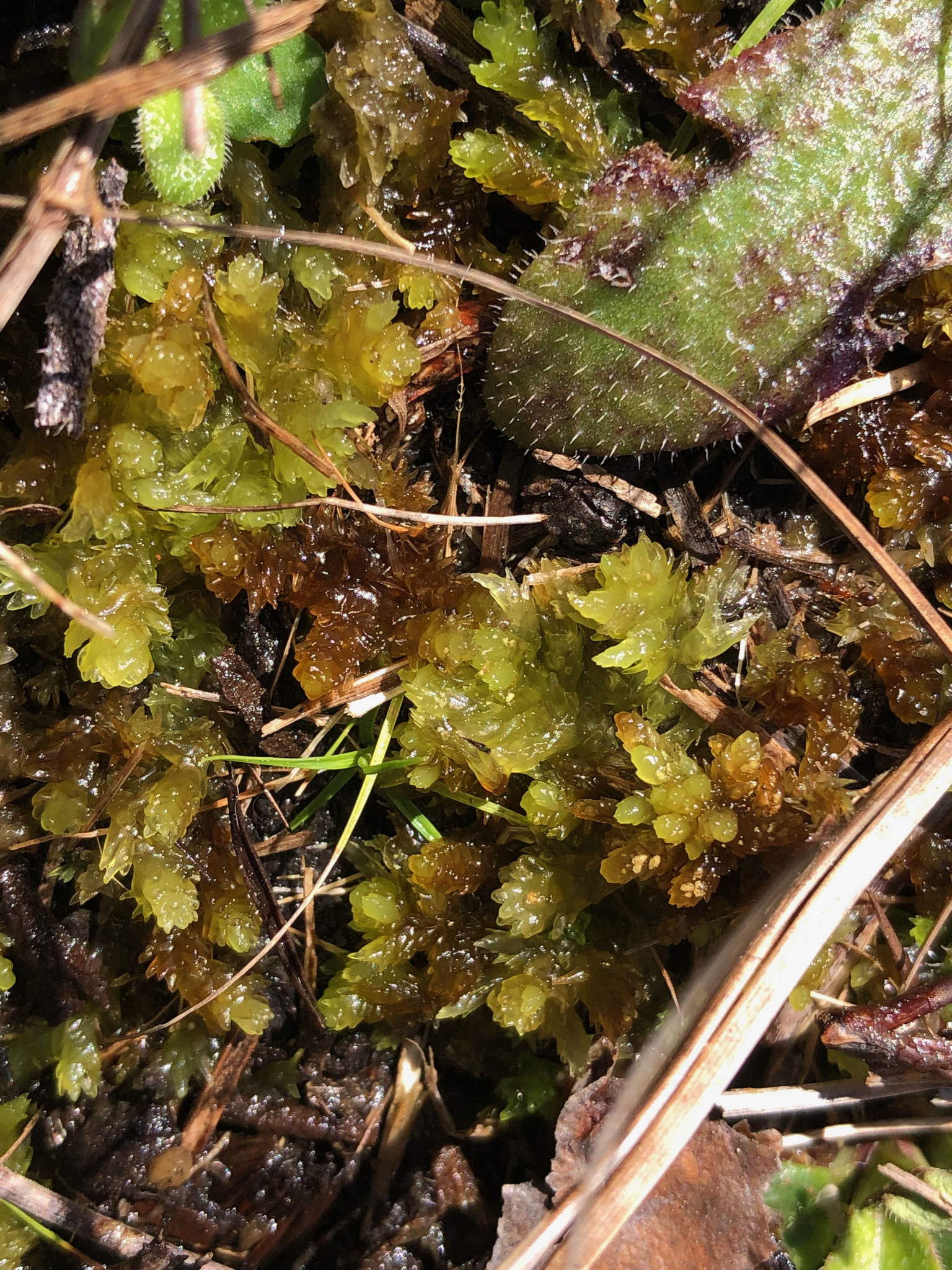 Sphagnum microcarpum