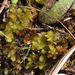 Sphagnum microcarpum - Photo (c) Janet Wright, some rights reserved (CC BY-NC), uploaded by Janet Wright