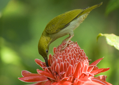 Arachnothera modesta