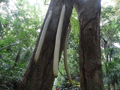 Parmentiera cereifera