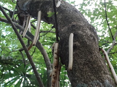 Parmentiera cereifera