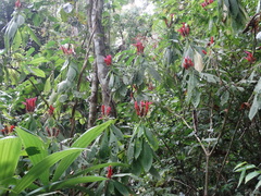 Aphelandra sinclairiana