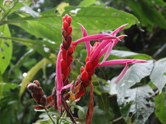 Aphelandra sinclairiana