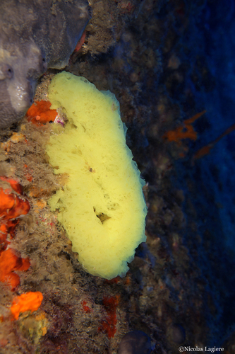 Stalactite sponge