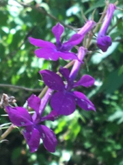 Lobelia sinaloae