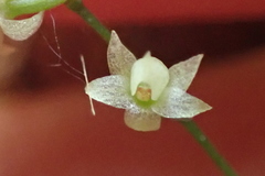 Angraecum pusillum