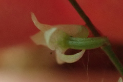 Angraecum pusillum