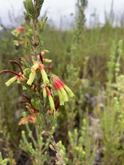 Erica unicolor