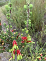 Erica unicolor