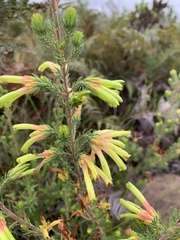 Erica unicolor