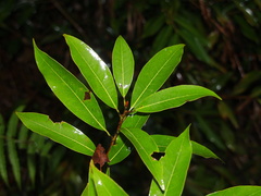 Litsea lancilimba
