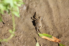 Cyrtograpsus
