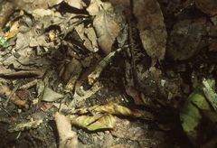 Brookesia brygooi