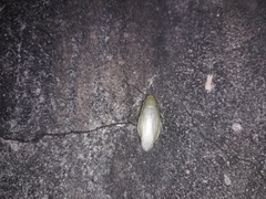 Panchlora
