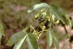 Jatropha excisa