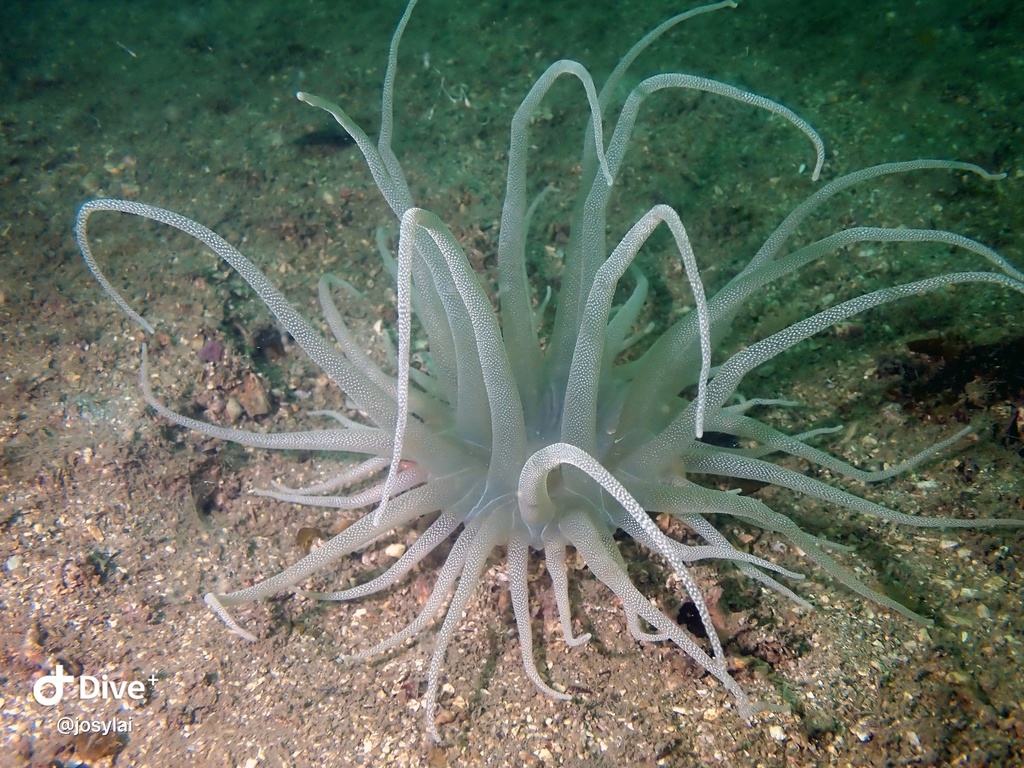 Dofleinia