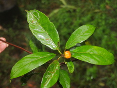 Morinda